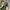 Ale Earthy Style - Comodoro Green
